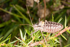 Sorapagus catalaunicus