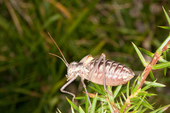 Sorapagus catalaunicus