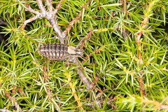 Sorapagus catalaunicus