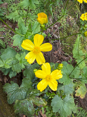 Ranunculus cortusifolius, photograph (c) Rob Felix, some rights reserved (CC BY)