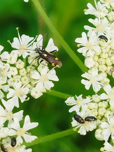 Capsodes flavomarginatus