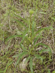 Echinacea angustifolia