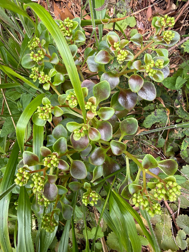 Aichryson divaricatum, photograph 1