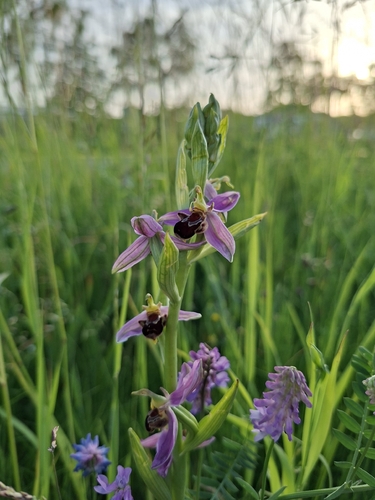 Bee Orchid