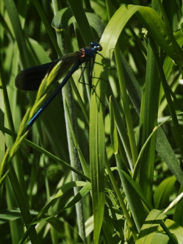 Banded Demoiselle