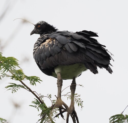 Horned Screamer
