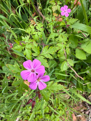 Geranium yeoi, photograph (c) Rob Felix, some rights reserved (CC BY)