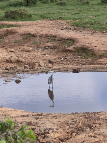 iNaturalist image