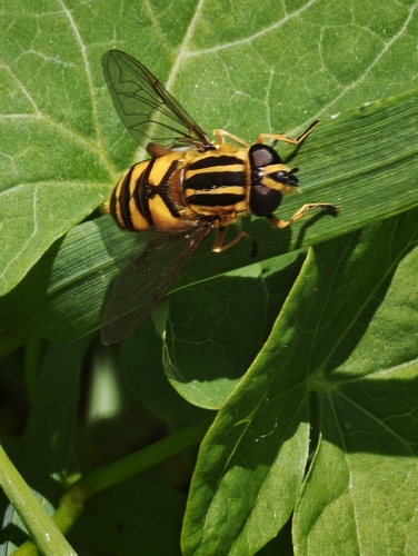 Sun Fly