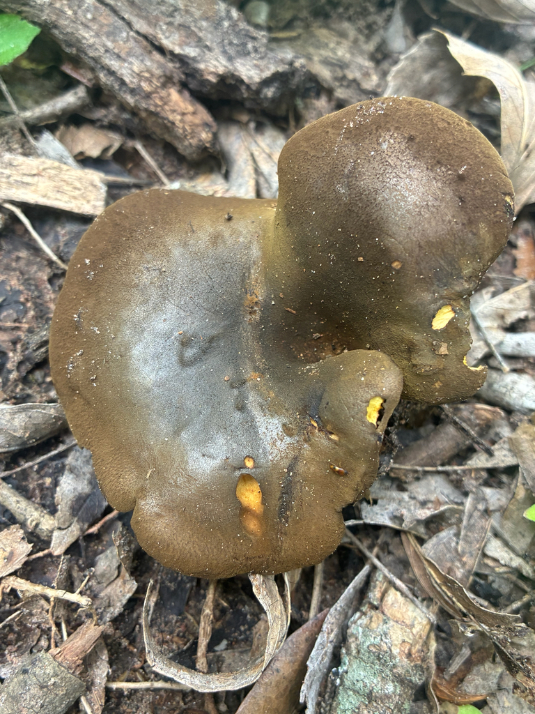 ash-tree bolete · May 2026 · photo: Photo: (c) Aubrey French, some rights reserved (CC BY) · iNaturalist