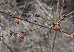 Euptelea polyandra