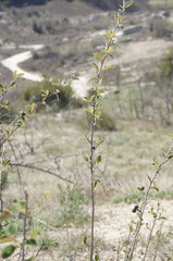 Cotoneaster tauricus