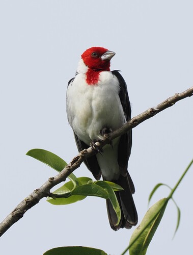 Red-cowled Cardinal