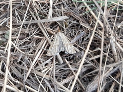 Thisanotia chrysonuchella