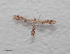 Oxyptilini