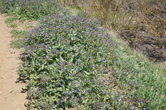 Anchusa stylosa