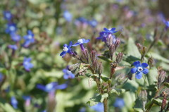 Anchusa stylosa