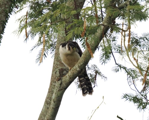 Collared Forest-Falcon