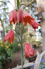 Fritillaria gentneri