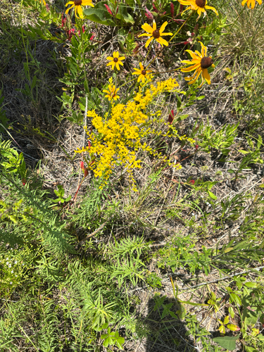 Solidago tortifolia, photograph 2