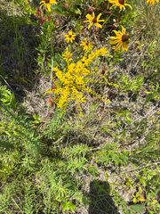 Solidago tortifolia, photograph author not stated, no rights reserved