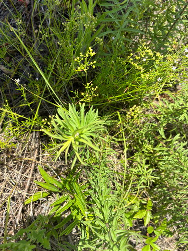 Solidago tortifolia, photograph 4