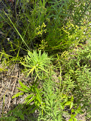 Solidago tortifolia, photograph author not stated, no rights reserved