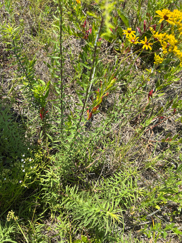 Solidago tortifolia, photograph 3