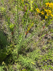 Solidago tortifolia, photograph author not stated, no rights reserved