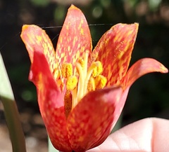 Fritillaria gentneri