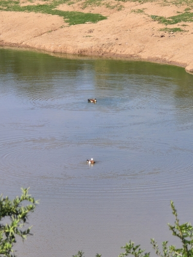 iNaturalist image