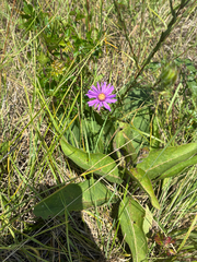 Symphyotrichum pratense