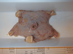 Pterasteridae