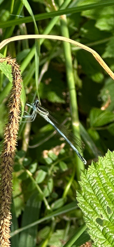 Blue Featherleg