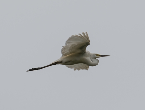 iNaturalist: (c) nuynuyihsihz, some rights reserved (CC BY-NC), uploaded by nuynuyihsihz iNaturalist image