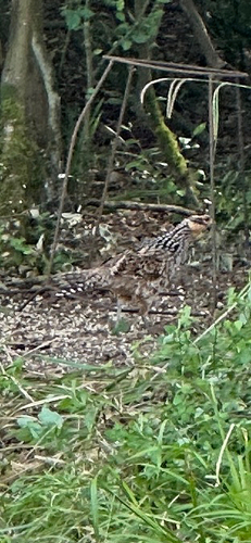 Reeves's Pheasant