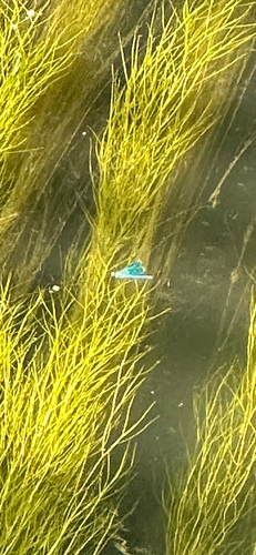 Banded Demoiselle