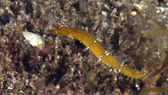 Acentronura breviperula