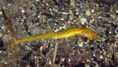 Acentronura breviperula