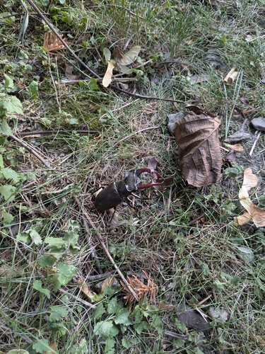 European Stag Beetle