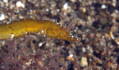 Acentronura breviperula