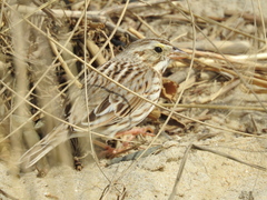 Passerculus sandwichensis princeps
