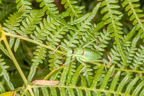 Swiss Saddle Bush-cricket
