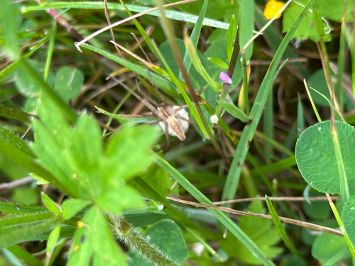 European Nursery Web spider