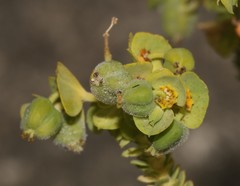 Euphorbia foliosa