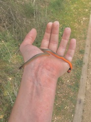 Diadophis punctatus modestus