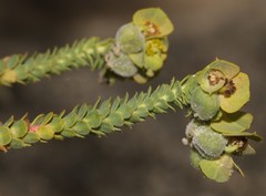 Euphorbia foliosa
