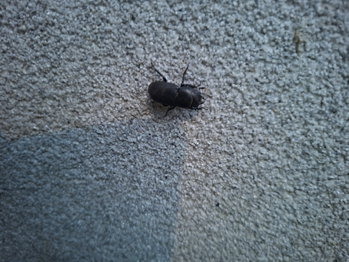 Lesser Stag Beetle