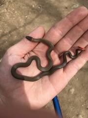 Diadophis punctatus modestus