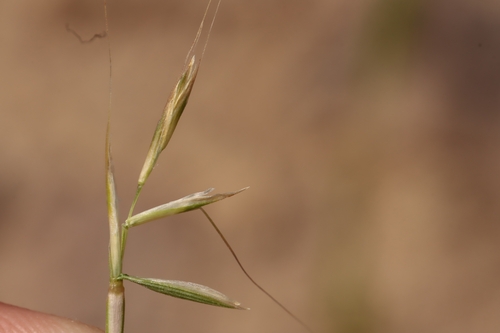 Gaudinia fragilis, photograph 3